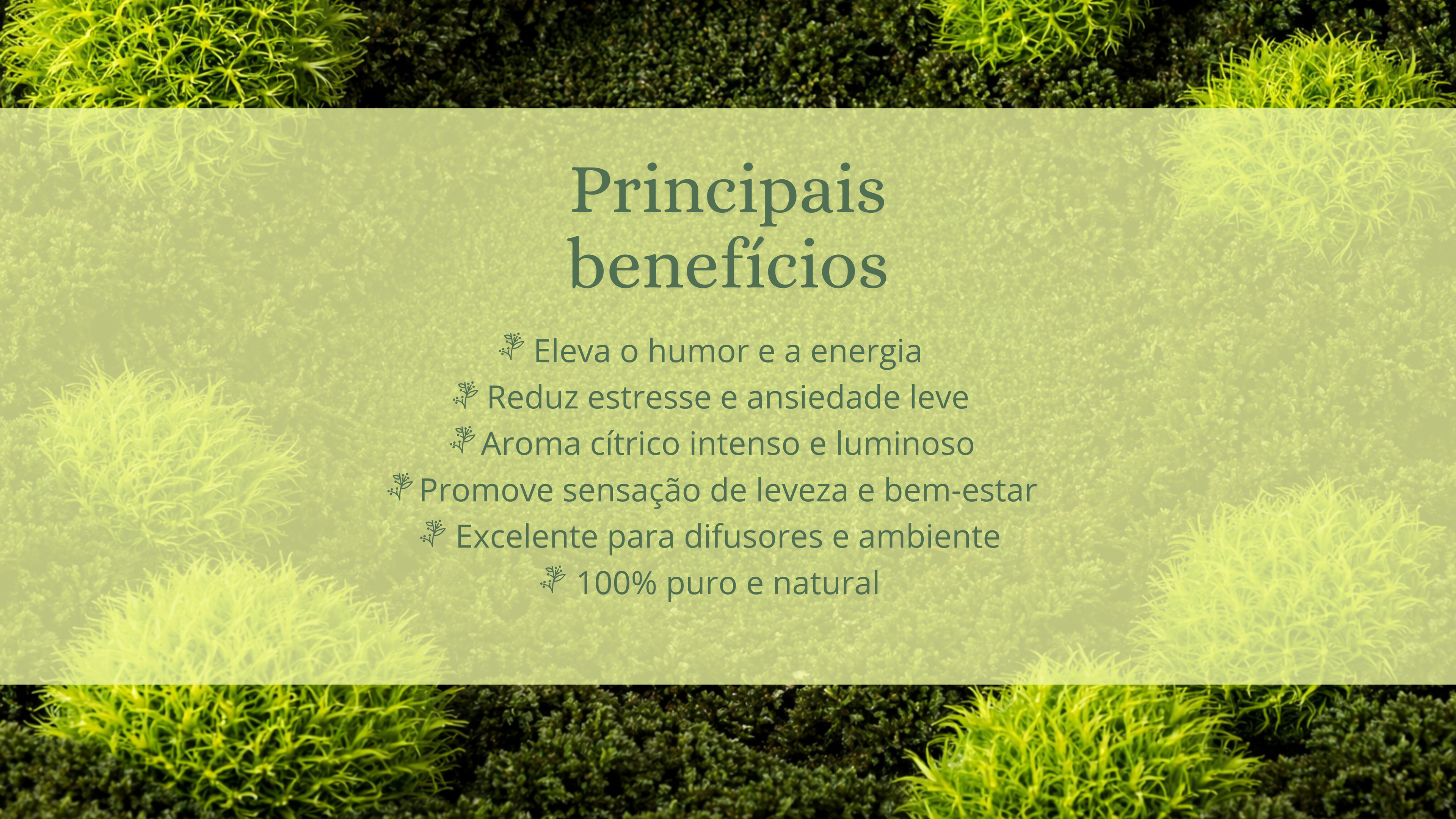 Óleo de Litsea Cubeba - 10ml